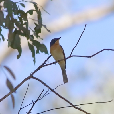 Myiagra rubecula (Leaden Flycatcher) at Wee Jasper, NSW - 16 Dec 2023 by MichaelWenke