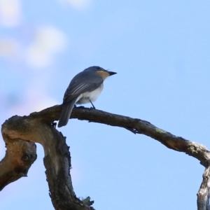 Myiagra rubecula at Wee Jasper, NSW - 16 Dec 2023