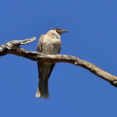 Philemon corniculatus (Noisy Friarbird) at Wee Jasper, NSW - 16 Dec 2023 by MichaelWenke