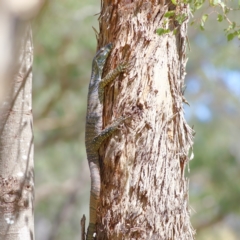 Varanus varius (Lace Monitor) at Wee Jasper, NSW - 16 Dec 2023 by MichaelWenke