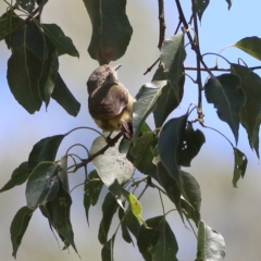 Acanthiza reguloides (Buff-rumped Thornbill) at Wee Jasper, NSW - 16 Dec 2023 by Trevor