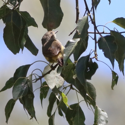 Acanthiza reguloides (Buff-rumped Thornbill) at Wee Jasper, NSW - 16 Dec 2023 by Trevor