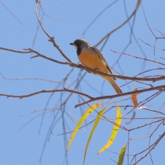 Pachycephala rufiventris (Rufous Whistler) at Wee Jasper, NSW - 16 Dec 2023 by MichaelWenke