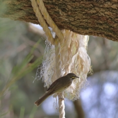 Caligavis chrysops (Yellow-faced Honeyeater) at Wee Jasper, NSW - 16 Dec 2023 by MichaelWenke