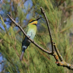 Merops ornatus (Rainbow Bee-eater) at Wee Jasper, NSW - 16 Dec 2023 by MichaelWenke