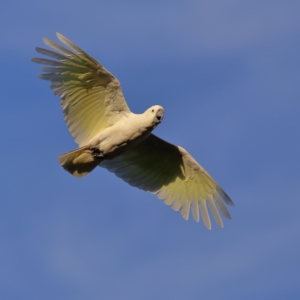 Cacatua galerita at Wee Jasper, NSW - 16 Dec 2023