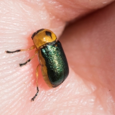 Aporocera (Aporocera) consors (A leaf beetle) at Fraser, ACT - 14 Feb 2023 by AlisonMilton