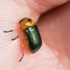 Aporocera (Aporocera) consors (A leaf beetle) at Fraser, ACT - 14 Feb 2023 by AlisonMilton