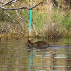 Wallabia bicolor (Swamp Wallaby) at Mulligans Flat - 17 Dec 2023 by NathanaelC