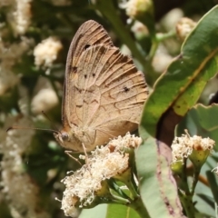 Heteronympha merope (Common Brown Butterfly) at Wodonga - 16 Dec 2023 by KylieWaldon