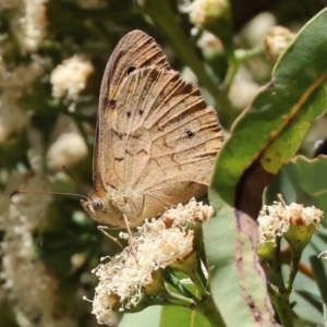 Heteronympha merope at Wodonga - 16 Dec 2023 08:07 AM