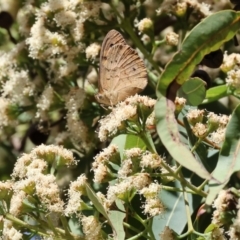 Heteronympha merope at Wodonga - 16 Dec 2023 08:07 AM