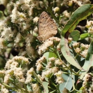 Heteronympha merope at Wodonga - 16 Dec 2023 08:07 AM