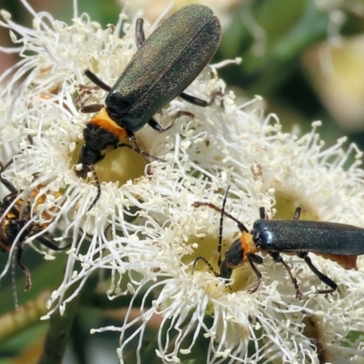 Chauliognathus lugubris (Plague Soldier Beetle) at Pat Parker Athletics Park - 15 Dec 2023 by KylieWaldon