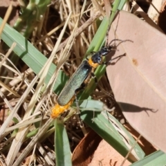 Chauliognathus lugubris at Pat Parker Athletics Park - 16 Dec 2023 07:59 AM