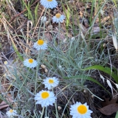 Leucochrysum albicans subsp. tricolor (Hoary Sunray) at Queanbeyan West, NSW - 17 Dec 2023 by SteveBorkowskis