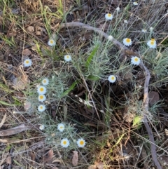 Leucochrysum albicans subsp. tricolor at QPRC LGA - 17 Dec 2023 06:36 PM