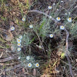 Leucochrysum albicans subsp. tricolor at QPRC LGA - 17 Dec 2023