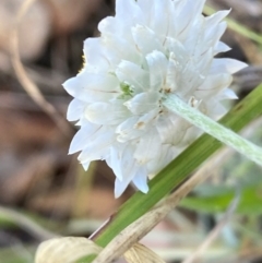 Leucochrysum albicans subsp. tricolor at QPRC LGA - 17 Dec 2023