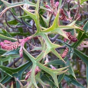 Grevillea ramosissima subsp. ramosissima at QPRC LGA - 17 Dec 2023 06:35 PM