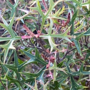 Grevillea ramosissima subsp. ramosissima at QPRC LGA - 17 Dec 2023