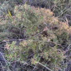 Grevillea ramosissima subsp. ramosissima at QPRC LGA - 17 Dec 2023 06:35 PM