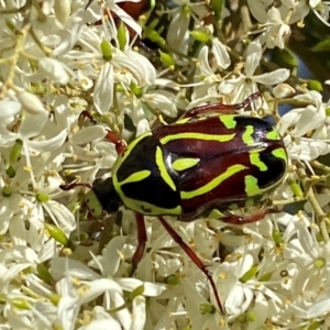 Eupoecila australasiae at QPRC LGA - 17 Dec 2023