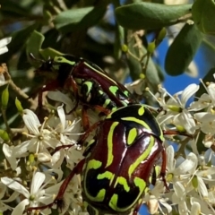 Eupoecila australasiae at QPRC LGA - 17 Dec 2023