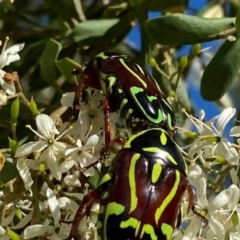 Eupoecila australasiae at QPRC LGA - 17 Dec 2023