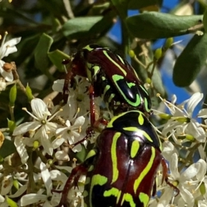 Eupoecila australasiae at QPRC LGA - 17 Dec 2023