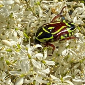 Eupoecila australasiae at QPRC LGA - 17 Dec 2023