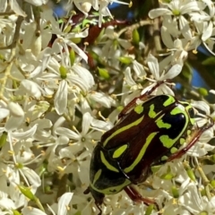 Eupoecila australasiae at QPRC LGA - 17 Dec 2023