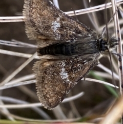 Heliothela (genus) (A Pyraloid moth (Heliotheliinae subf.)) at Kosciuszko National Park - 13 Dec 2023 by SteveBorkowskis