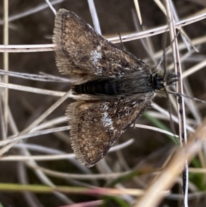 Heliothela (genus) at Kosciuszko National Park - 13 Dec 2023 12:33 PM