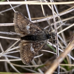 Heliothela (genus) at Kosciuszko National Park - 13 Dec 2023 12:33 PM