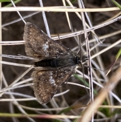 Heliothela (genus) at Kosciuszko National Park - 13 Dec 2023 12:33 PM