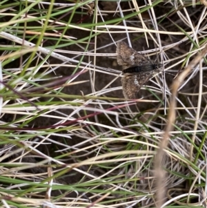 Heliothela (genus) at Kosciuszko National Park - 13 Dec 2023 12:33 PM