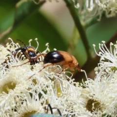 Phyllotocus macleayi (Nectar scarab) at Wodonga, VIC - 15 Dec 2023 by KylieWaldon