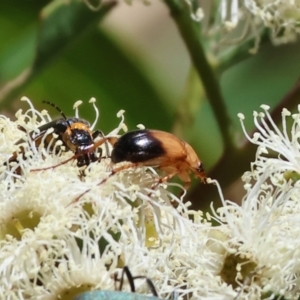 Phyllotocus macleayi at Pat Parker Athletics Park - 16 Dec 2023 08:09 AM