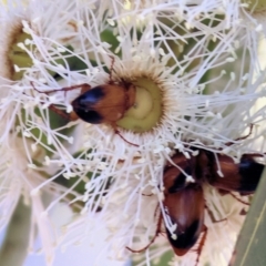 Phyllotocus macleayi at Pat Parker Athletics Park - 16 Dec 2023 08:09 AM