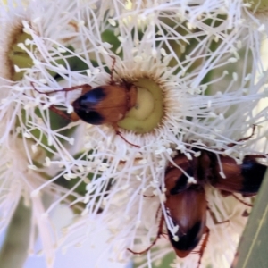 Phyllotocus macleayi at Pat Parker Athletics Park - 16 Dec 2023 08:09 AM