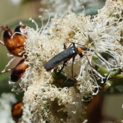 Phyllotocus macleayi at Pat Parker Athletics Park - 16 Dec 2023 08:09 AM