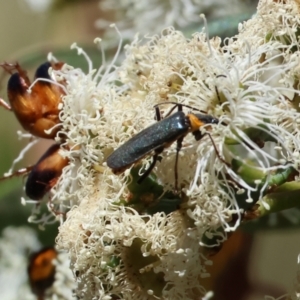 Phyllotocus macleayi at Pat Parker Athletics Park - 16 Dec 2023 08:09 AM