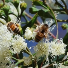 Unidentified Bee (Hymenoptera, Apiformes) at Wodonga, VIC - 15 Dec 2023 by KylieWaldon