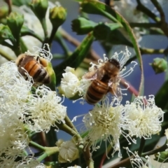 Apis mellifera at Wodonga - 15 Dec 2023 by KylieWaldon