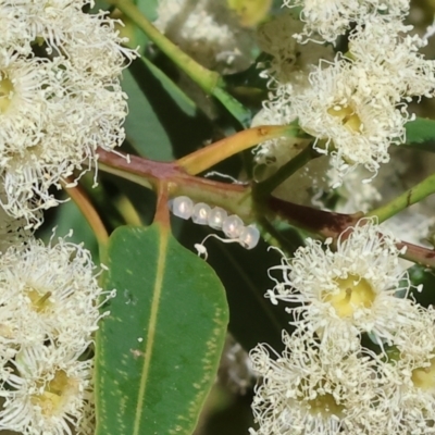 Pentatomidae (family) at Wodonga - 16 Dec 2023 by KylieWaldon