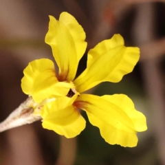 Goodenia hederacea subsp. hederacea (Ivy Goodenia, Forest Goodenia) at Bruce, ACT - 22 Oct 2023 by ConBoekel