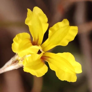 Goodenia hederacea subsp. hederacea at Bruce Ridge - 23 Oct 2023