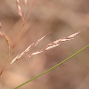 Rytidosperma pallidum at Bruce Ridge to Gossan Hill - 23 Oct 2023 09:20 AM