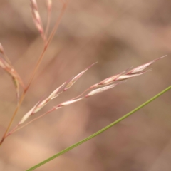 Rytidosperma pallidum (Red-anther Wallaby Grass) at Bruce, ACT - 22 Oct 2023 by ConBoekel